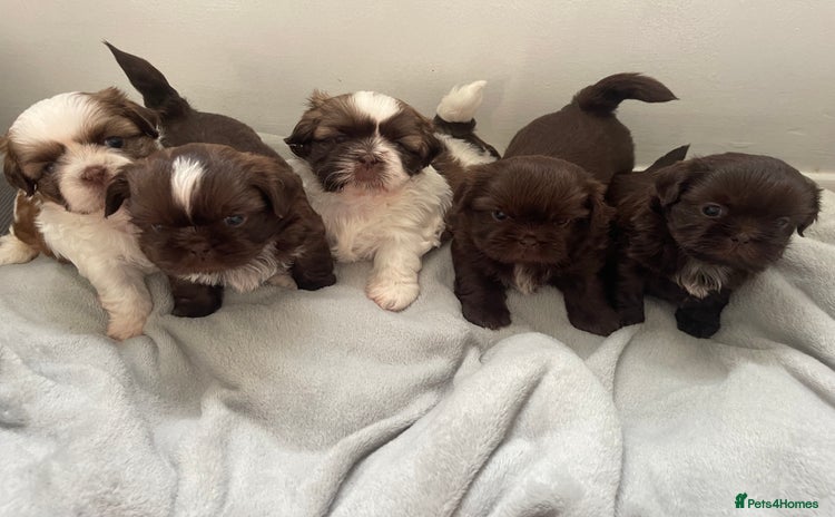 Shih Tzu dogs - Advert 4