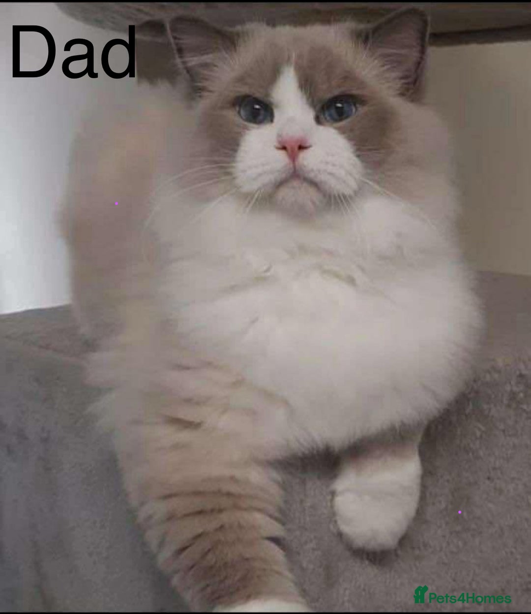 Ragdoll cats for sale: 💎🐾Beautiful Ragdoll Kittens🐾💎 - Advert 7