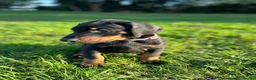Dobermann dogs for sale: KC  reg Dobermann puppies  - Advert 8
