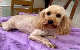 Miniature Poodle dogs for adoption: Lily – The Forgotten Angel - Image 4