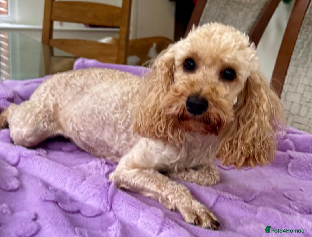 Miniature Poodle dogs for adoption: Lily – The Forgotten Angel - Image 4