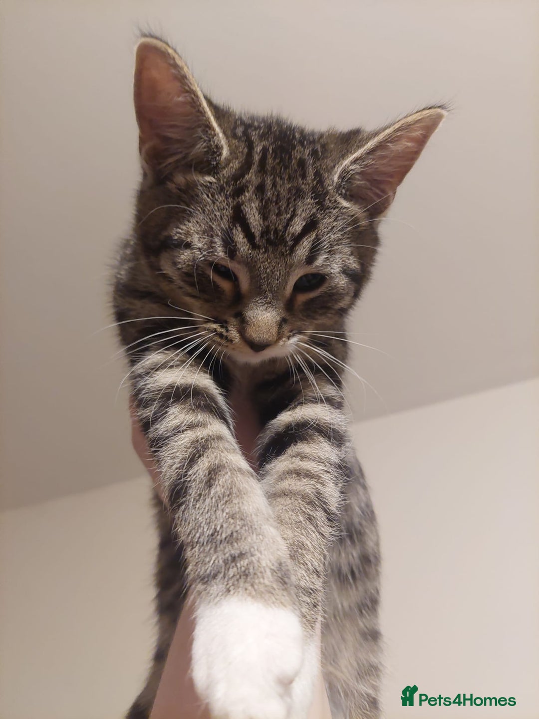 Mixed Breed cats for sale: 5 kittens for sale 13 weeks old ready to go  - Advert 6