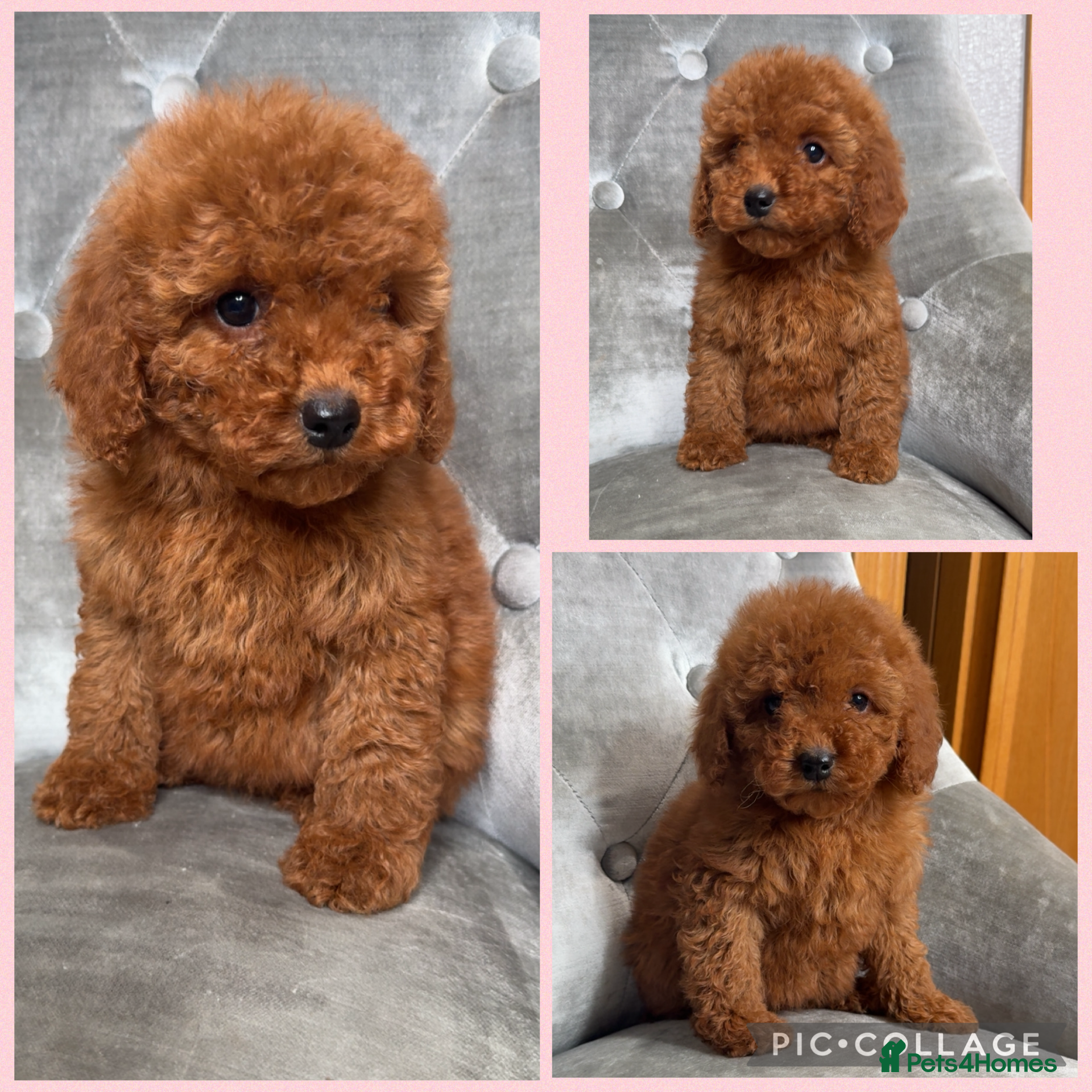 Cockapoo dogs Ready now F1B Cockapoos GIRLS AVAILABLE  - Advert 3