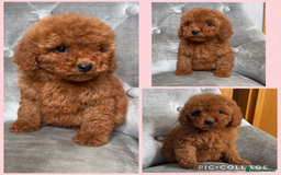 Cockapoo dogs for sale: Ready now F1B Cockapoos  - Advert 6