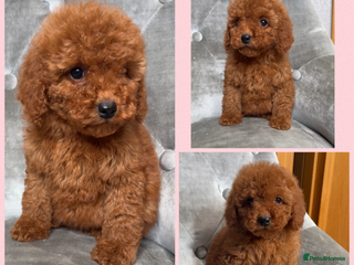 Cockapoo dogs Ready now F1B Cockapoos GIRLS AVAILABLE - Advert 4