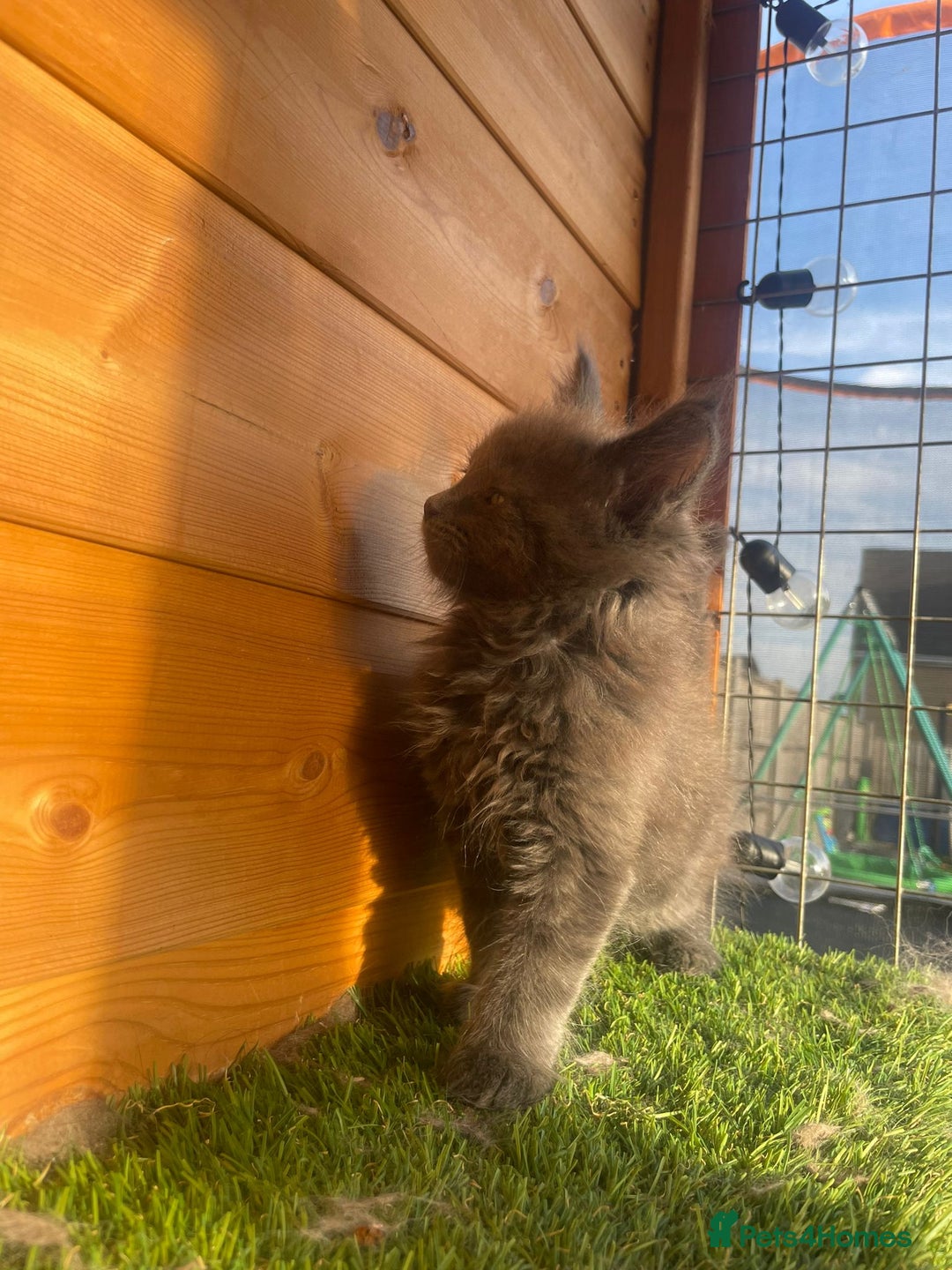 Maine Coon cats for sale: Big maine coon kittens  - Image 14