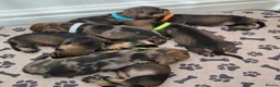 Miniature Dachshund dogs for sale: Miniature wire dachshund puppies - Advert 3