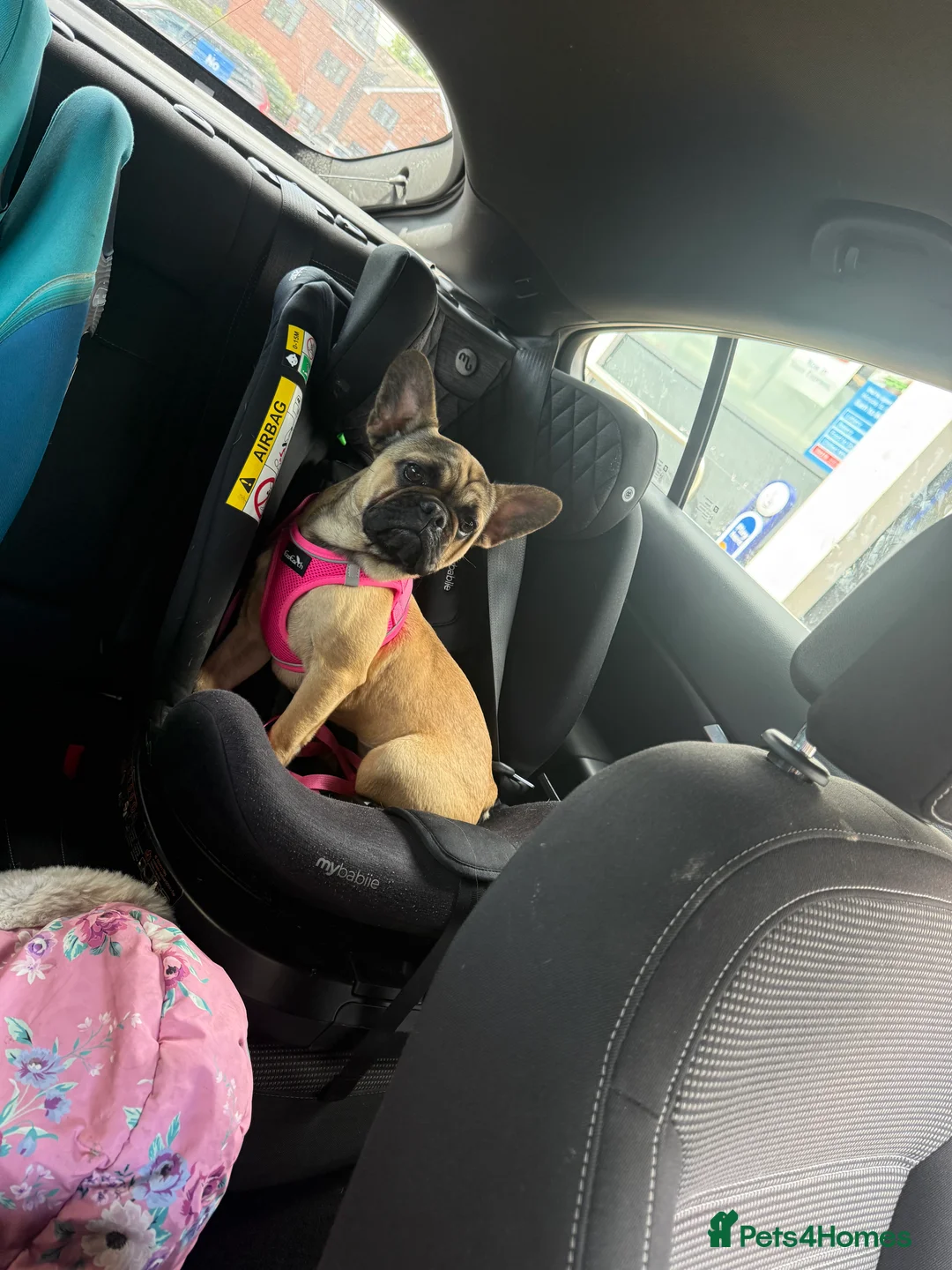 French Bulldog dogs for sale: 3 beautiful girls 8months old  in Birmingham - Advert 7