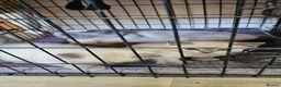 British Shorthair cats for sale: British colour point - Advert 6