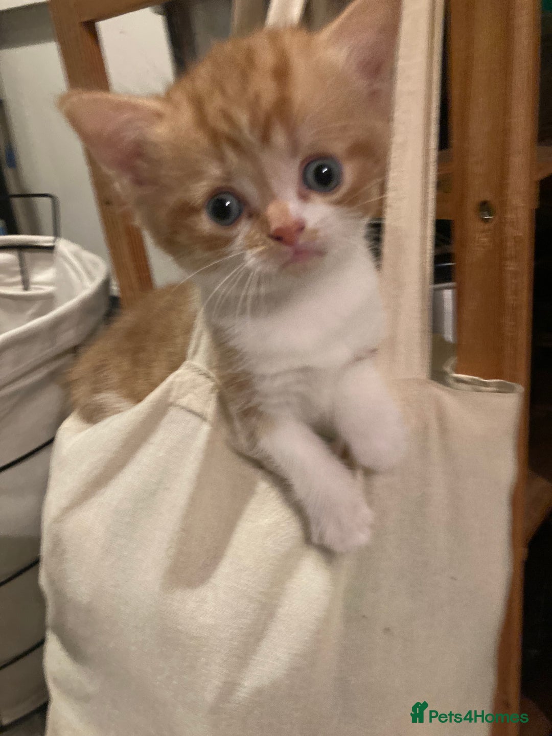 Mixed Breed cats for sale: Ginger Kitten ready to leave 24th Dec - Advert 2