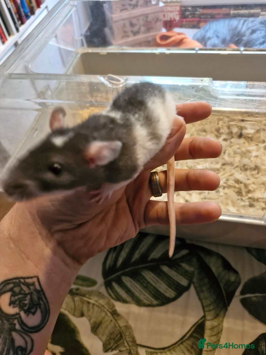 Rat rodents for sale: 4 beautiful Male Rats - Image 10