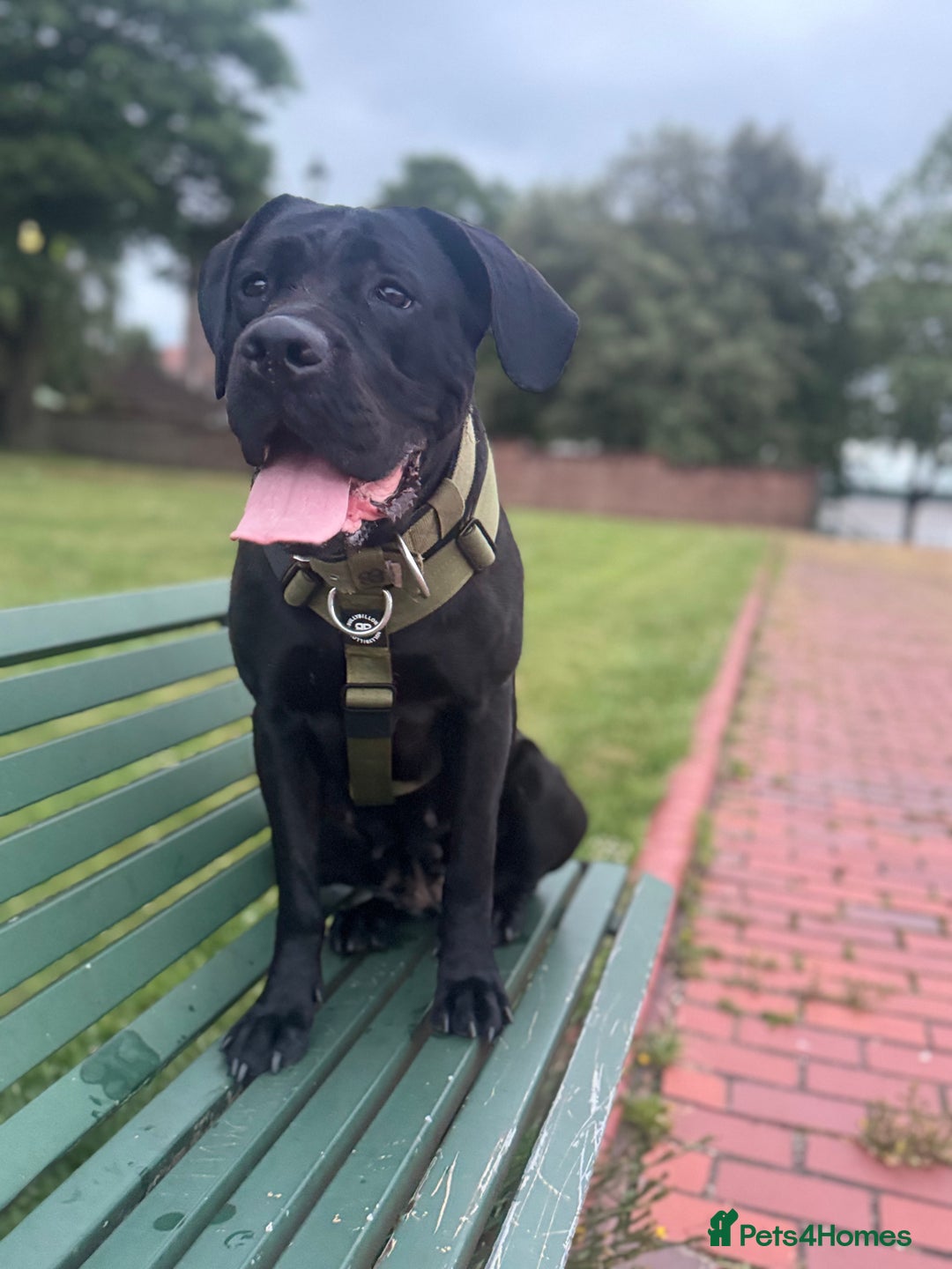 Mixed Breed dogs for sale: Gorgeous hardy pups - Advert 1