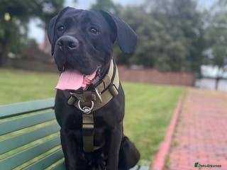 Mixed Breed dogs Gorgeous hardy pups - Advert 1