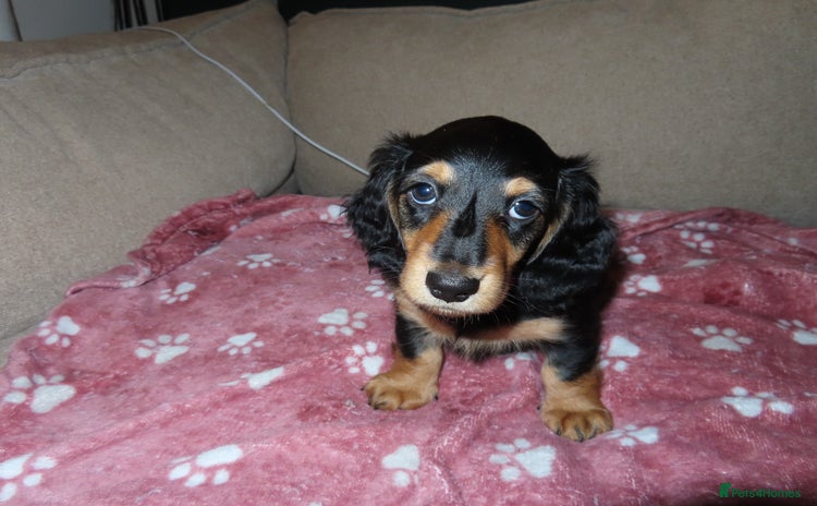 Miniature Dachshund dogs - Advert 7