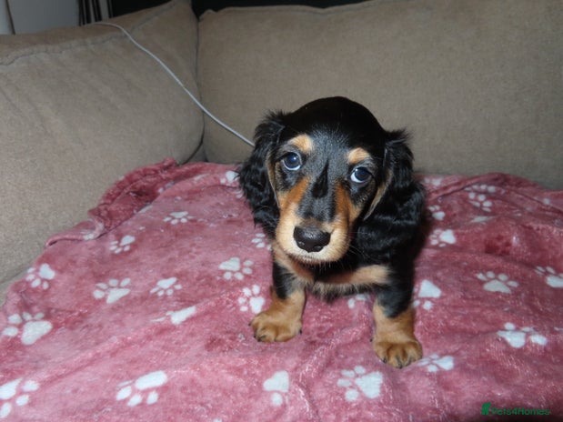 Miniature Dachshund dogs - Advert 1