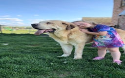 Mastiff dogs for sale: Registered Spanish mastiff puppies  - Image 10