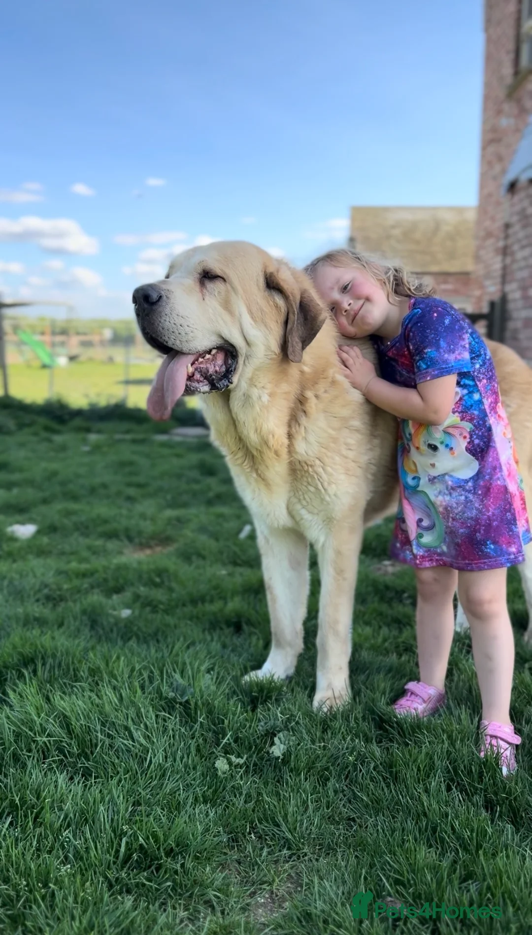 Mastiff dogs for sale: Registered Spanish mastiff puppies  - Advert 11