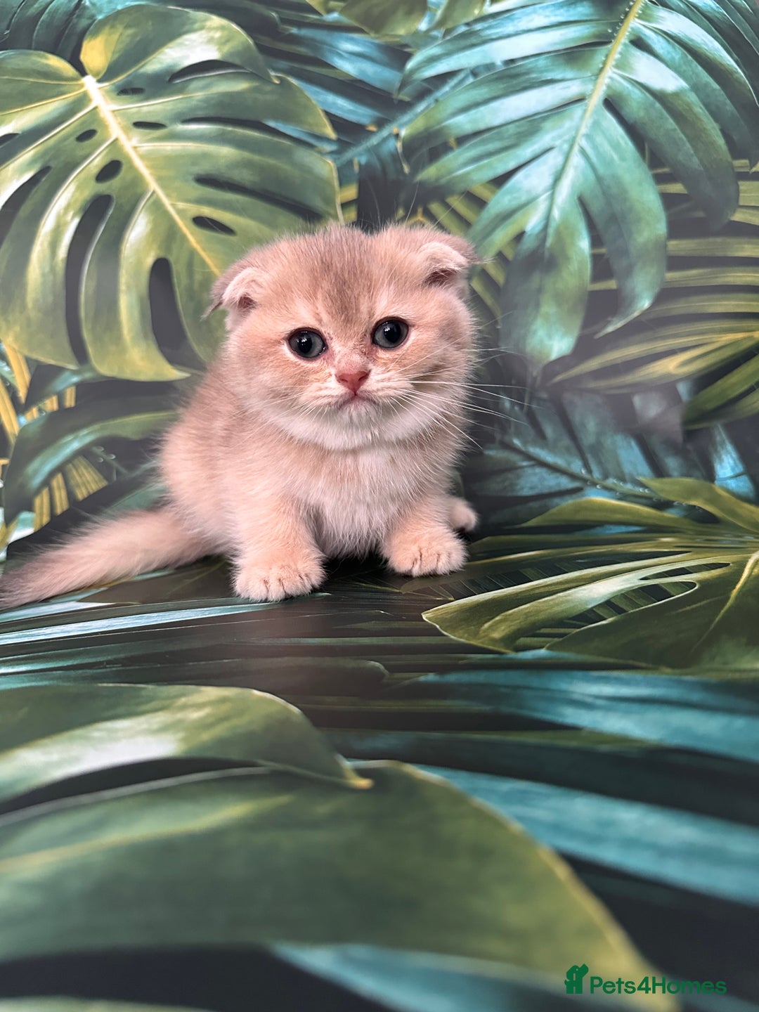 Scottish Fold cats for sale: Pedigree Scottish Fold kittens - Image 11