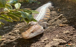 Skink reptiles for sale: Northern Blue Tongue Skink - Image 2