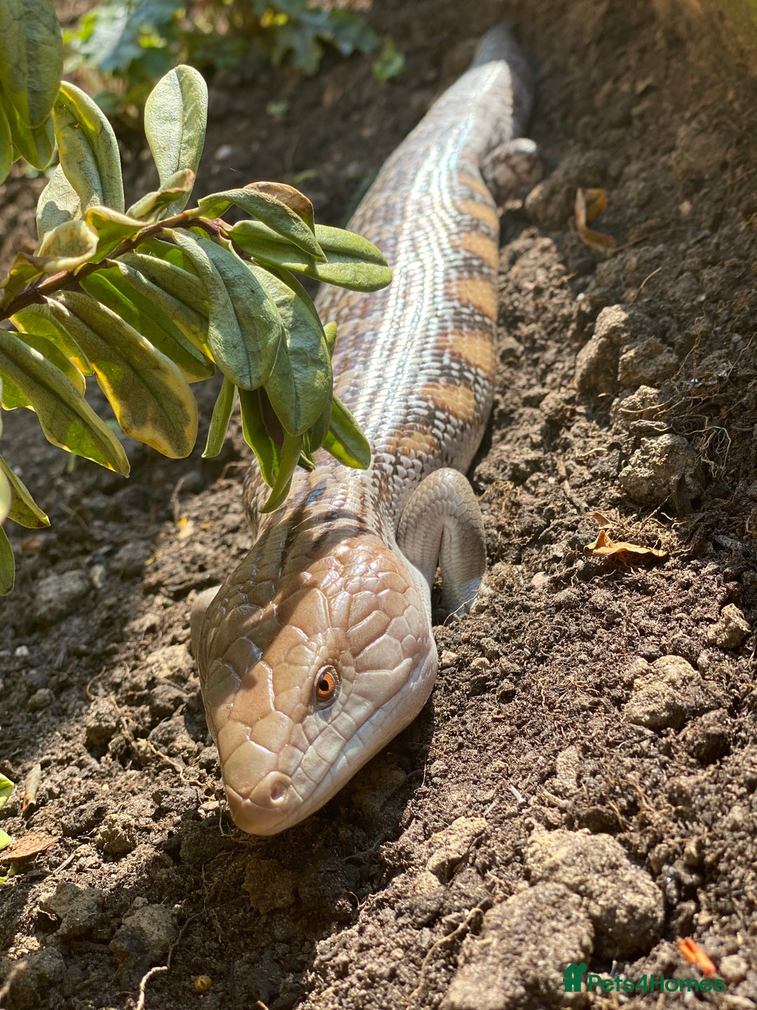 Skink reptiles for sale: Northern Blue Tongue Skink - Image 2