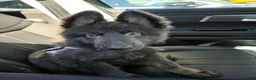 German Shepherd dogs for sale: Izzy Blue Bell and Violet German Shepherd Puppies - Advert 2