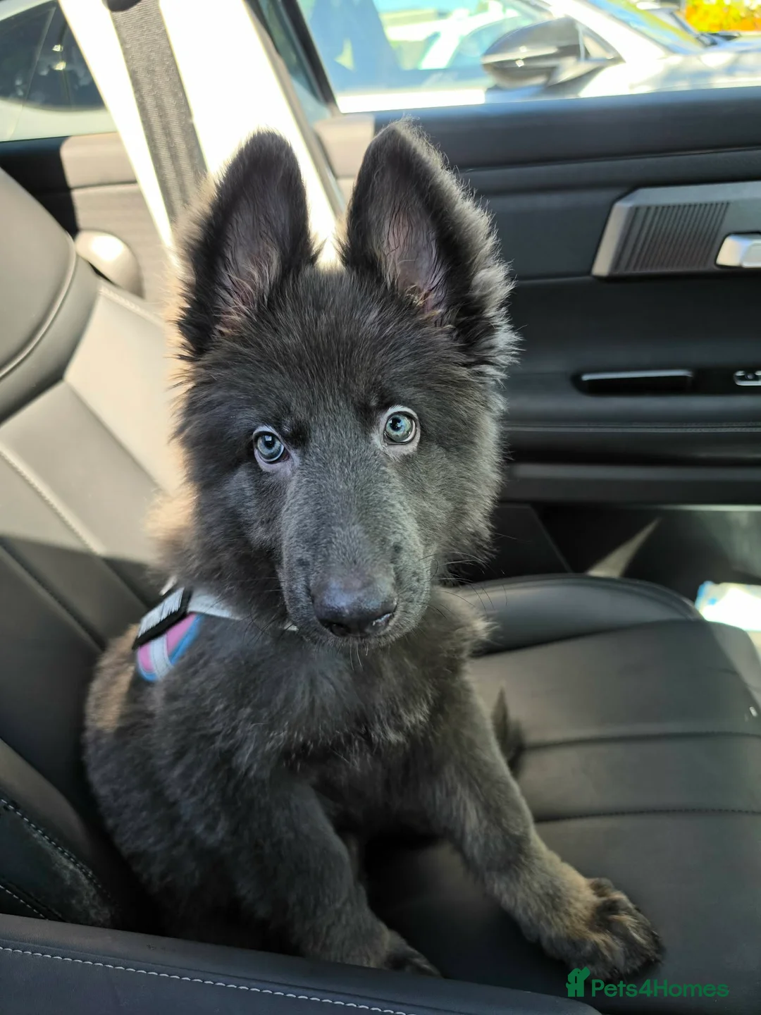 German Shepherd dogs for sale: Izzy Blue Bell and Violet German Shepherd Puppies - Advert 2