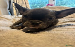 French Bulldog dogs for sale: Frenchy girls - Advert 12