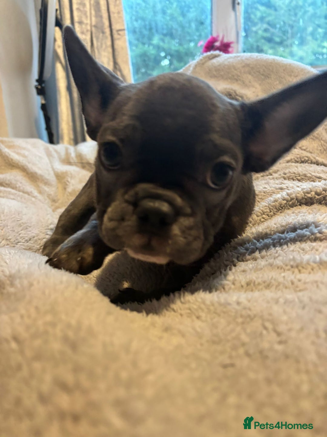 French Bulldog dogs for sale: Frenchy girls - Advert 12