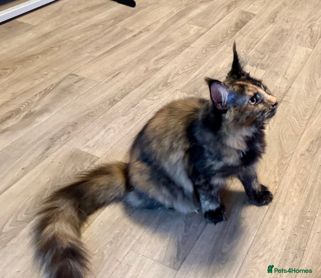 Maine Coon cats for sale: 2 Large Tica Maine Coon Kittens - Image 4