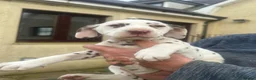 Dalmatian dogs for sale: Gorgeous Dalmatian Puppies - Advert 6