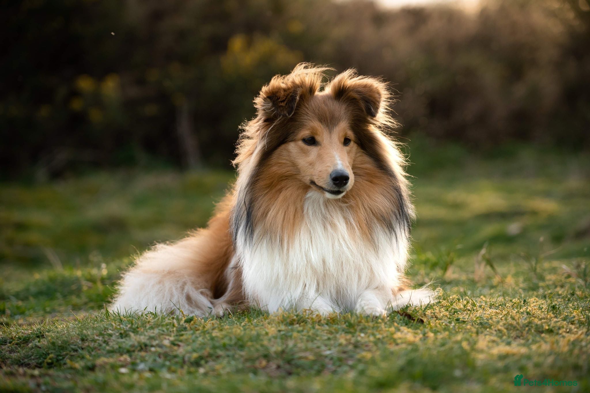Shetland Sheepdog dogs Two KC registered Sheltie are still available. - Advert 1