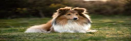 Shetland Sheepdog dogs for sale: Two KC registered Sheltie are still available. in Newmarket - Advert 1