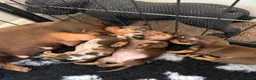 Miniature Dachshund dogs for sale: Stunning litter of 3 miniature dachshunds  - Advert 4