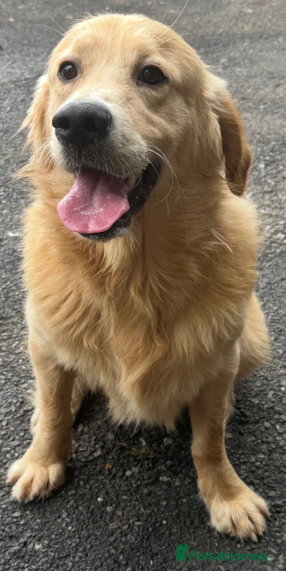 Golden Retriever dogs for stud: Golden Retriever at Stud  - Advert 4