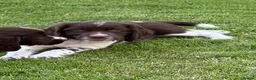English Springer Spaniel dogs for sale: Very Well Bred Male Springer Spaniels - Advert 15