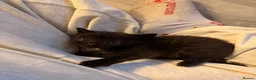 Mixed Breed cats for sale: Mixbreed beautiful kittens - Advert 5