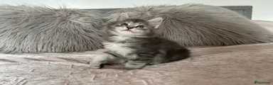 Bob