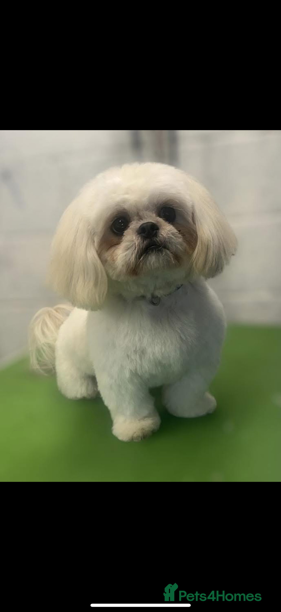 Shih Tzu dogs for sale: Imperial Shih Tzu puppies  - Image 4