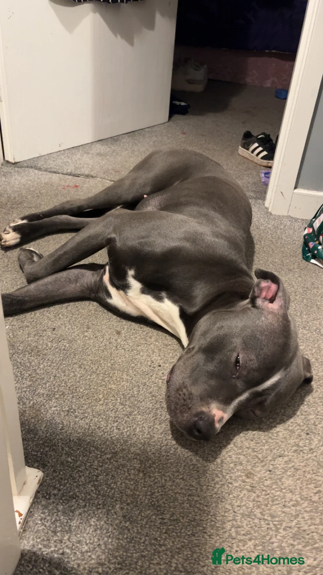 Mixed Breed dogs for sale: LOVING HOME NEEDED FOR "LULA" - Advert 6