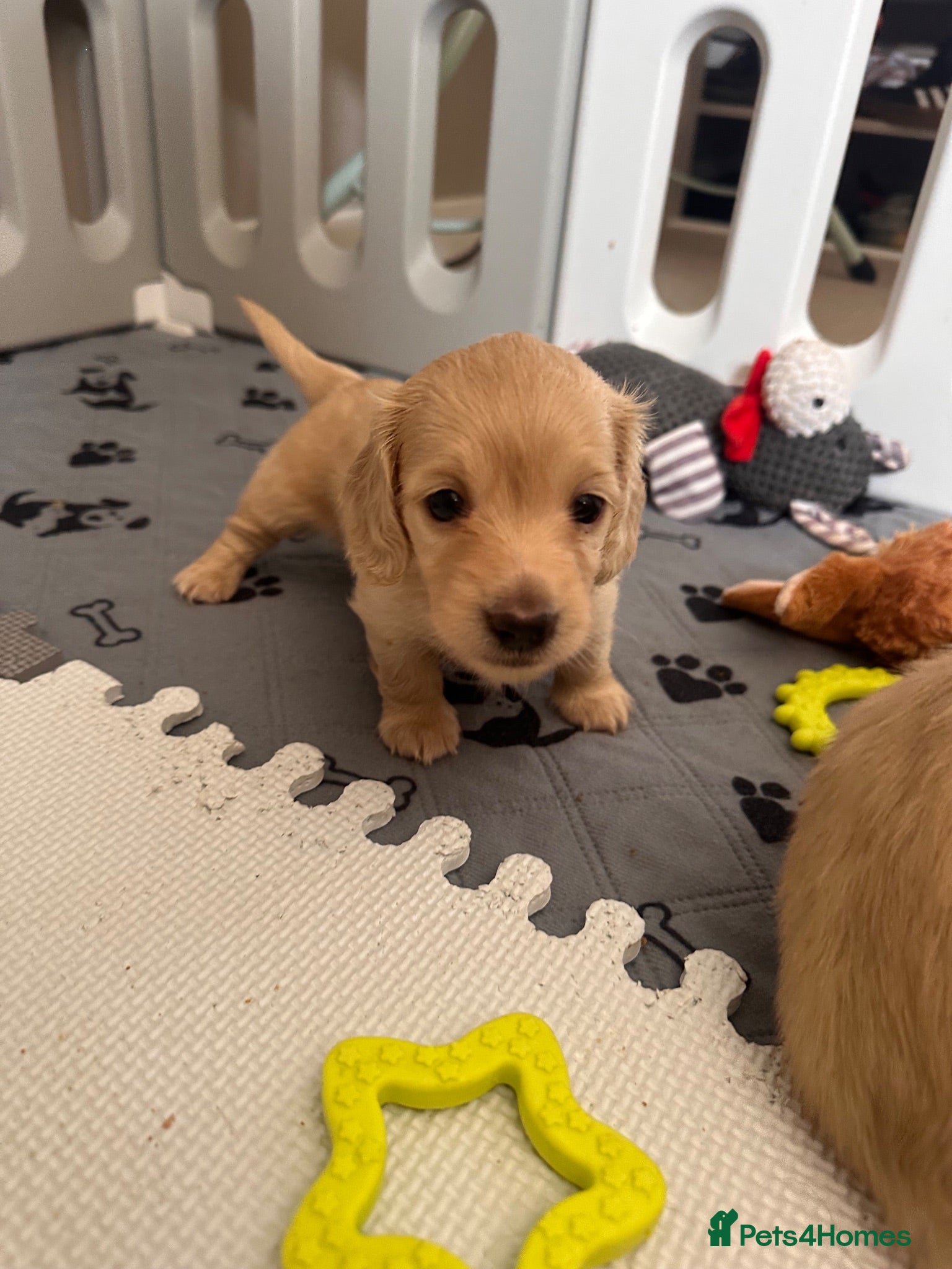 Miniature Dachshund dogs 2 boys left stunning long haired mini dachshund  - Advert 2