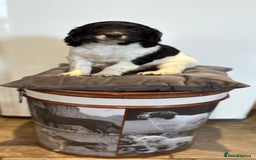 English Springer Spaniel dogs for sale: English springer spaniel working puppies  - Image 1