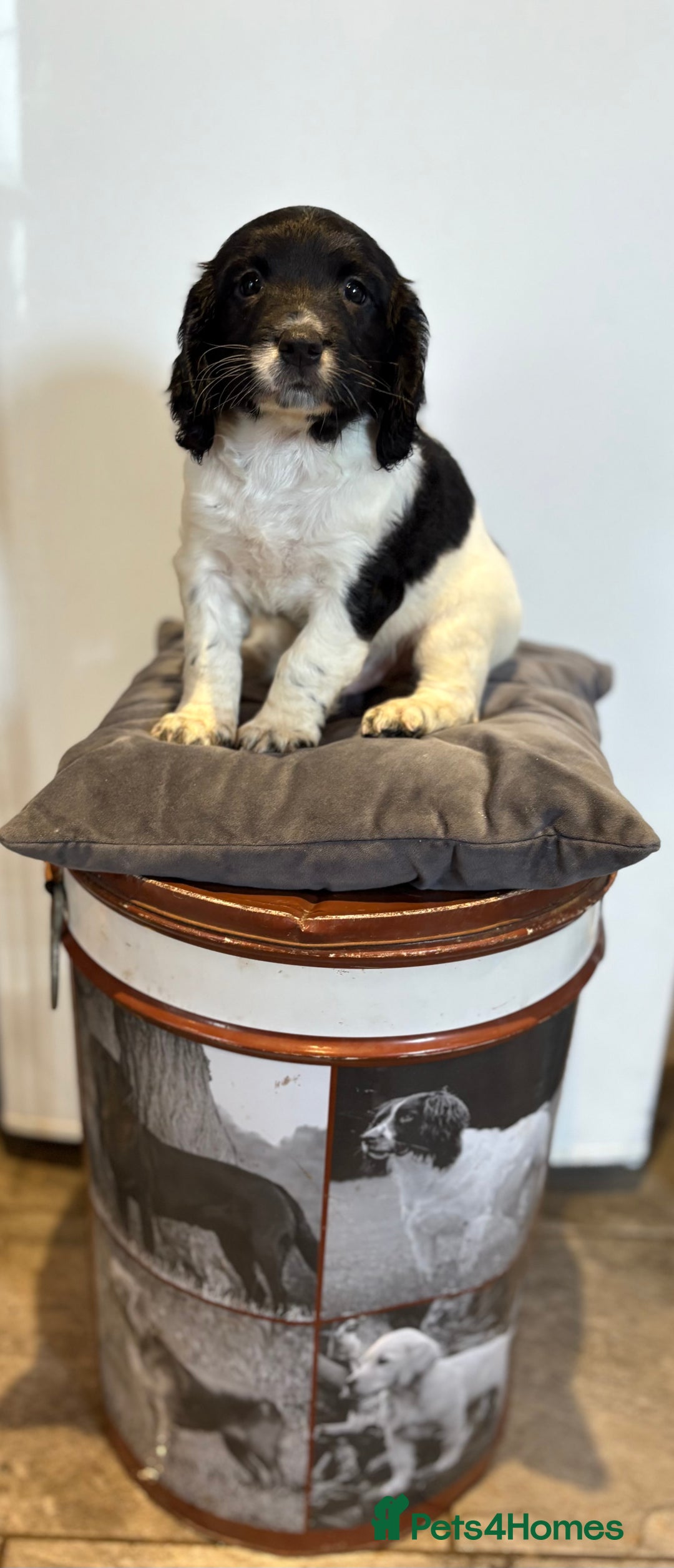 English Springer Spaniel dogs for sale: English springer spaniel working puppies  - Image 1