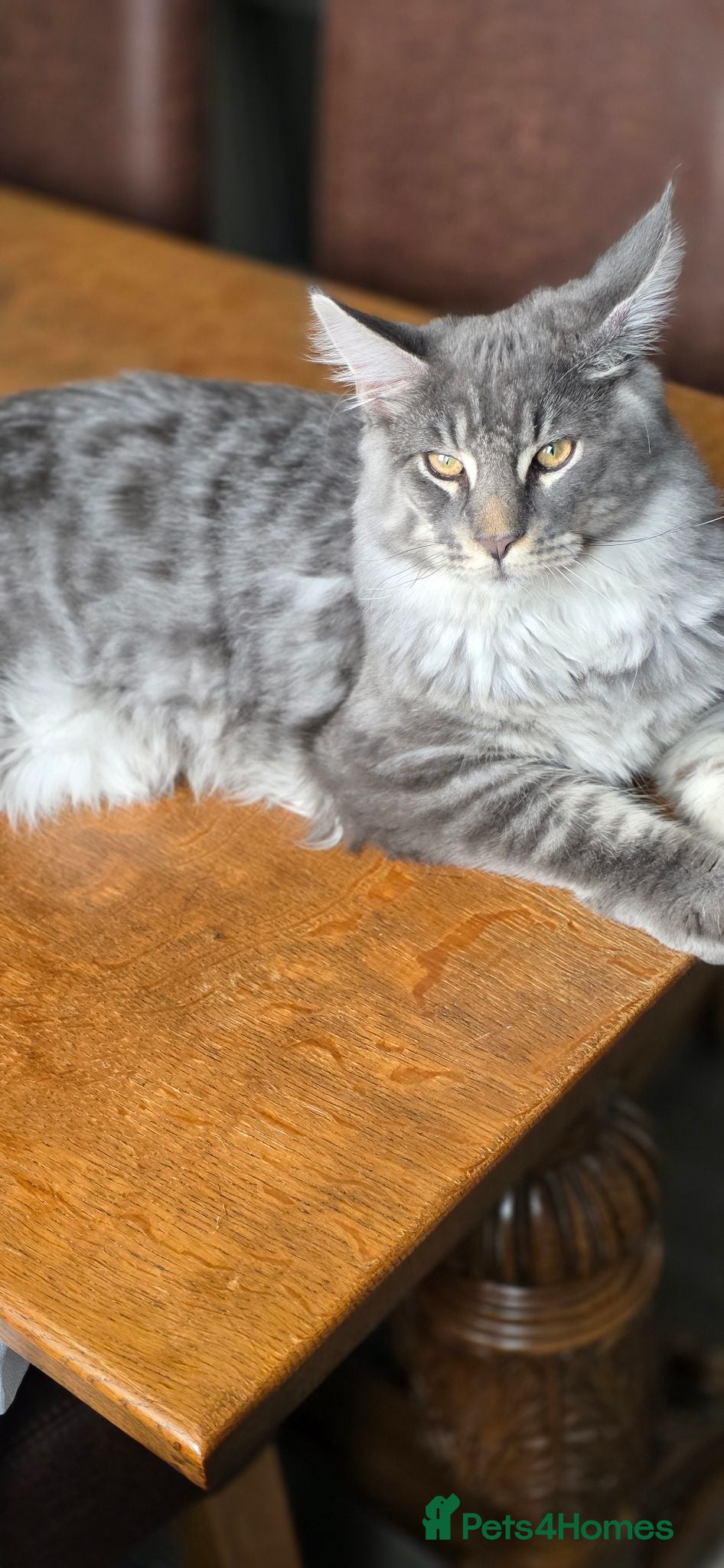 Maine Coon cats Maine coon kittens for sale - Advert 6