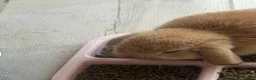 Mixed Breed rabbits for sale: Baby bunnies  - Advert 4