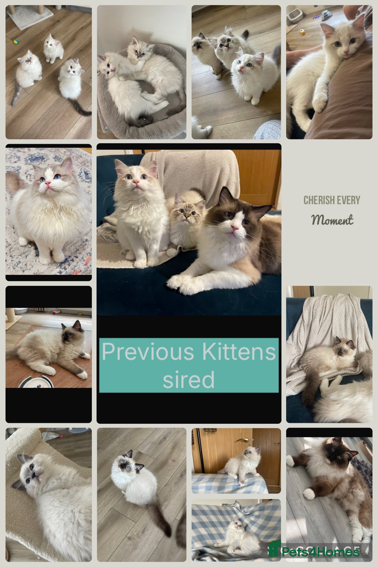 Ragdoll cats 🌸TICA/GCCF Active Ragdolls available🌸 - Advert 2