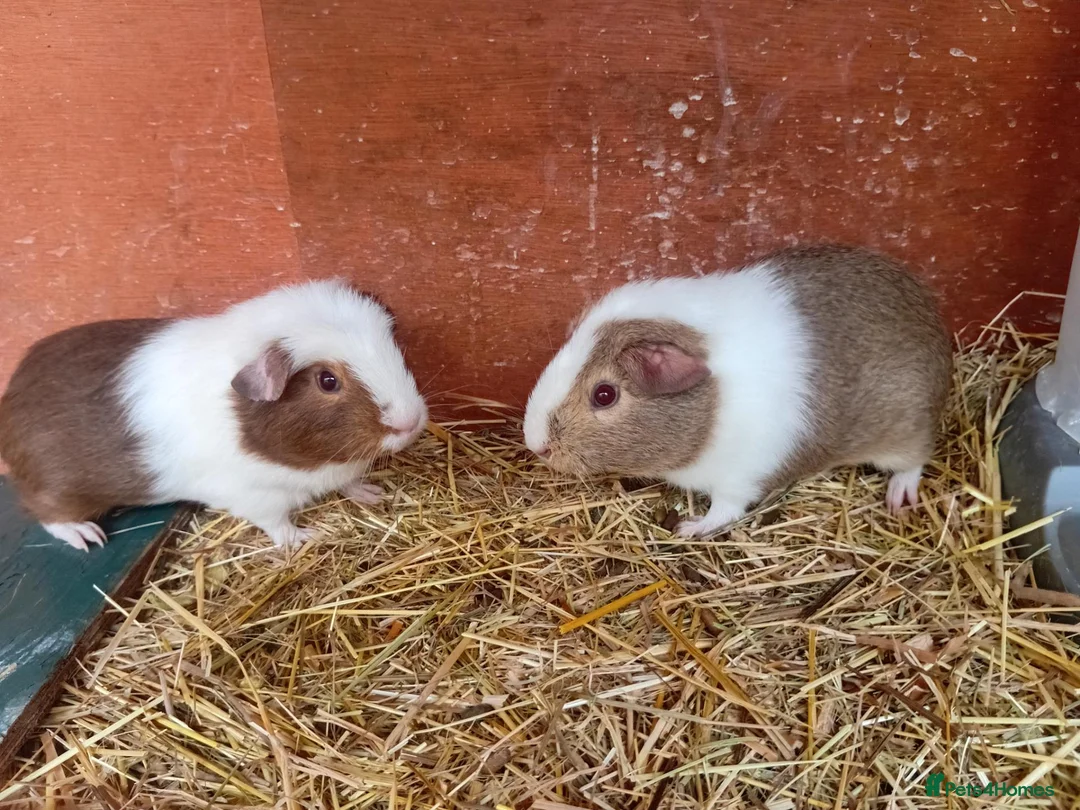 Guinea Pig rodents for sale: Brothers for sale - Advert 2