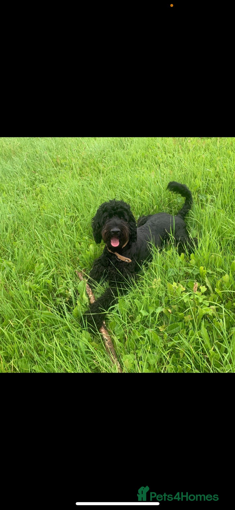 Double Doodle dogs Beautiful Litter of Double Doodles - Advert 1