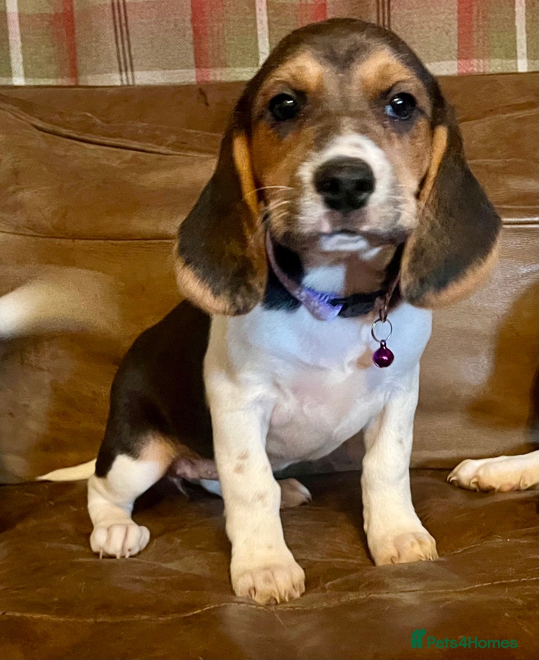 Beagle dogs for sale: Stunning beagles  - Image 3