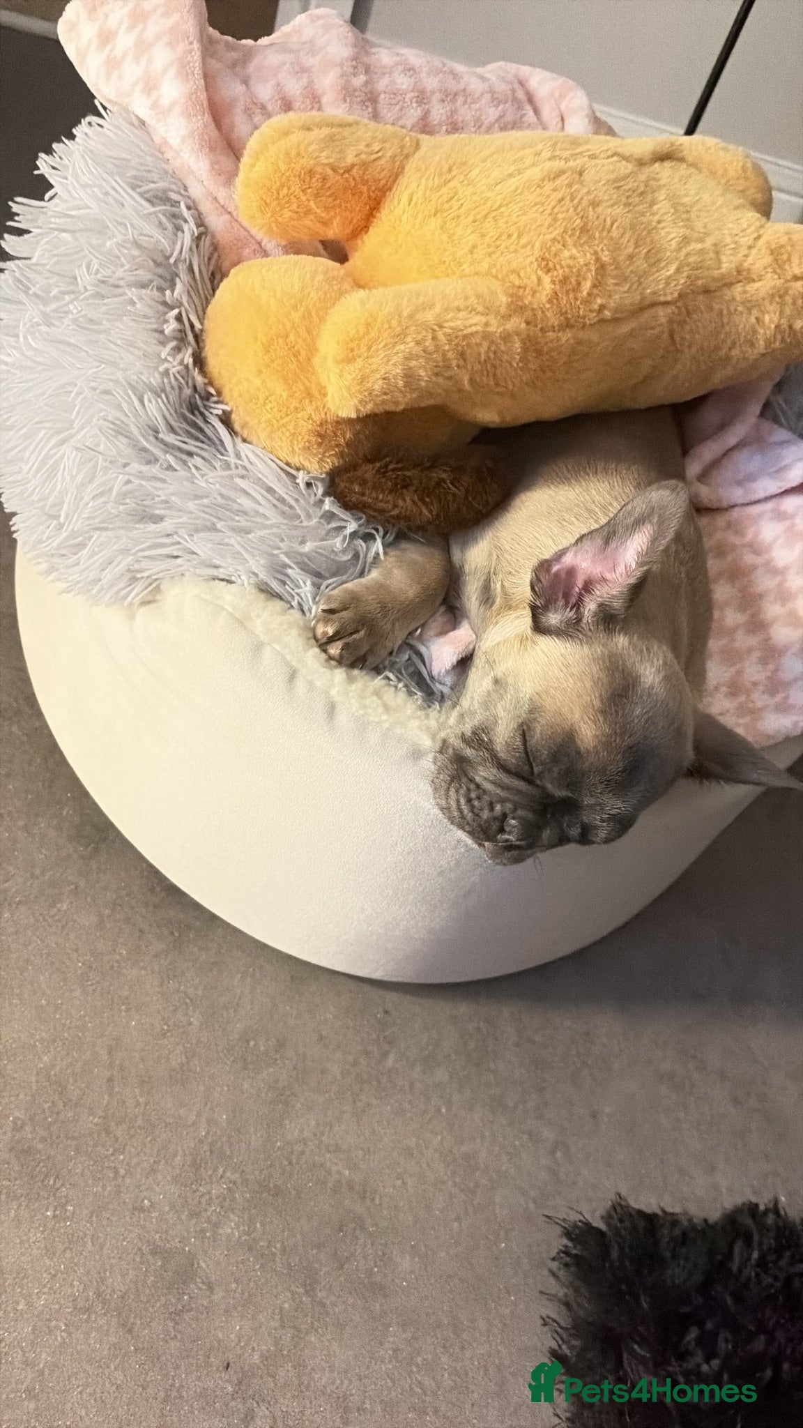 French Bulldog dogs Looking to rehome  - Advert 5