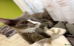 Maine Coon cats for sale: Two beautifull Maine conn boys - Image 5
